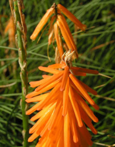Orangefarbene Fackellilie Bluete orange Kniphofila triangularis 03