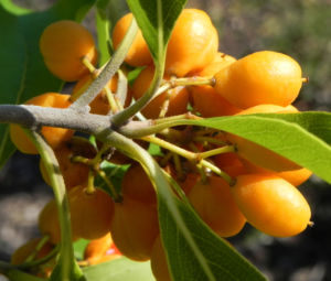 Orangen Klebsame Frucht orange Pittosporum undulatum 02