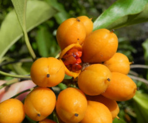 Orangen Klebsame Frucht orange Pittosporum undulatum 03