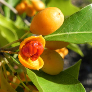 Orangen Klebsame Frucht orange Pittosporum undulatum 04