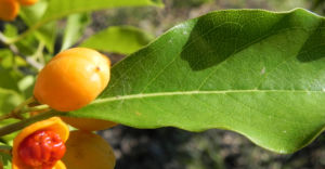 Orangen Klebsame Frucht orange Pittosporum undulatum 05