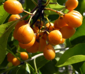 Orangen Klebsame Frucht orange Pittosporum undulatum 06
