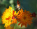 Zurück zum kompletten Bilderset Orangerotes Habichstkraut Blüte orange Hieracium aurantiacum