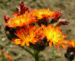 Zurück zum kompletten Bilderset Orangerotes Habichtskraut Blüte orange Hieracium aurantiacum