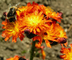 Orangerotes Habichtskraut Bluete orange Hieracium aurantiacum 10