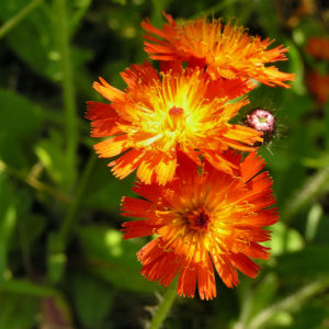 Orangerotes Habichtskraut Bluete orange Hieracium aurantiacum 11