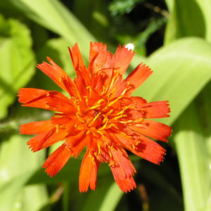 Orangerotes Habichtskraut Bluete Hieracium aurantiacum 02