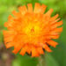 Zurück zum kompletten Bilderset Orangerotes Habichtskraut Blüte rot orange Hieracium aurantiacum