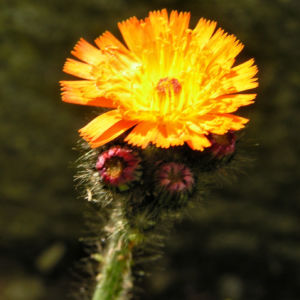 Orangerotes Habichtskraut Bluete Hieracium aurantiacum 09