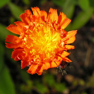 Orangerotes Habichtskraut Bluete Hieracium aurantiacum 10