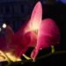 Zurück zum kompletten Bilderset Orchidee Blüte rosa Phalaenopsis