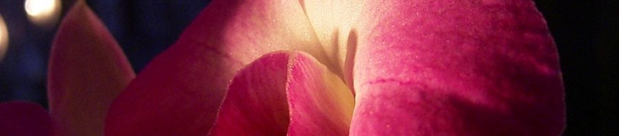 Anklicken um das ganze Bild zu sehen  Orchidee Blüte rosa Phalaenopsis