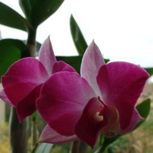 Orchidee fuchsia Orchidaceae 01