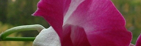 Anklicken um das ganze Bild zu sehen  Orchidee Blüte fuchsia Orchidaceae