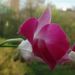 Zurück zum kompletten Bilderset Orchidee Blüte fuchsia Orchidaceae