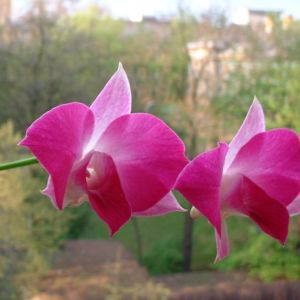 Orchidee fuchsia Orchidaceae 03