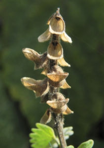 Orientalisches Helmkraut Bluete gelb Scutellaria orientalis 11