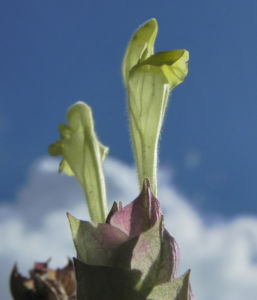 Orientalisches Helmkraut Bluete gelb Scutellaria orientalis 19