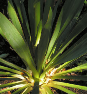 Palmlilie Bluete weiss Yucca gloriosa 02