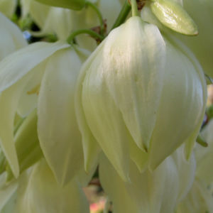 Palmlilie Bluete weiss Yucca gloriosa 10