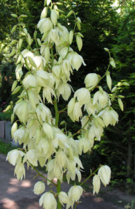 Palmlilie Bluete weiss Yucca gloriosa 11