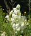 Zurück zum kompletten Bilderset Seifen-Palmlilie Blüte weiß Yucca elata