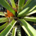 Zurück zum kompletten Bilderset Palmlilie - Yucca 