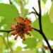 Zurück zum kompletten Bilderset Papiermaulbeerbaum Frucht orange Broussonetia papyrifera
