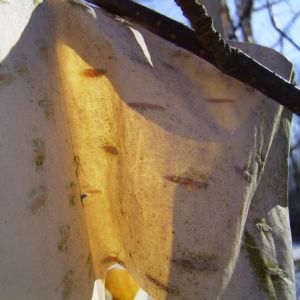 Papierbirke Rinde Betula papyrifera 01