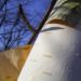 Zurück zum kompletten Bilderset Papier-Birke Rinde weiß Betula papyrifera