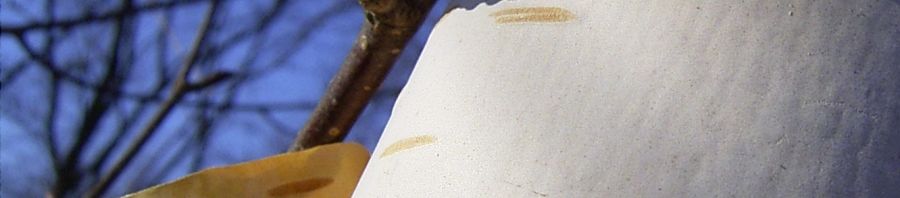 Anklicken um das ganze Bild zu sehen  Papier-Birke Rinde weiß Betula papyrifera