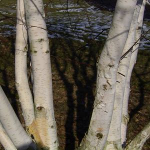 Papierbirke Rinde Betula papyrifera 04