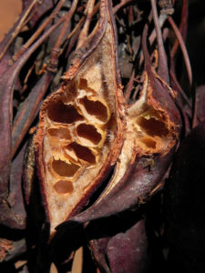 Pappelblättriger Brachychiton Schote rot-braun Brachychiton populneus