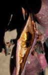 Bild:  Pappelblättriger Brachychiton Schote rot-braun Brachychiton populneus