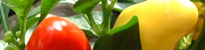 Anklicken um das ganze Bild zu sehen  Paprika Chili - Capsicum annum