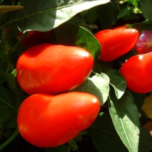 Paprika Chili Capsicum annum 03