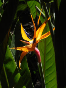 Paradiesvogel Blume Bluete orange Strelitzia reginae 01
