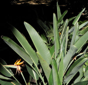 Paradiesvogel Blume Bluete orange Strelitzia reginae 10