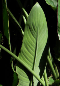 Paradiesvogel Blume Bluete orange Strelitzia reginae 11