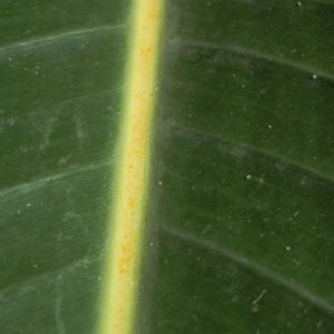 Paradiesvogel Blume Bluete orange Strelitzia reginae 13