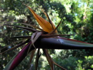 Paradiesvogel Blume Bluete orange Strelitzia reginae 14