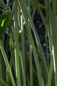 Paradiesvogel Blume Bluete orange Strelitzia reginae 18