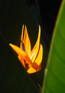 Paradiesvogel Blume Bluete orange Strelitzia reginae 21