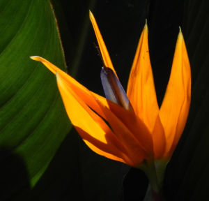 Paradiesvogel Blume Bluete orange Strelitzia reginae 22