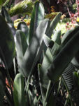 Bild:  Paradiesvogelblume Blatt Blüte blau orange Strelitzia reginae
