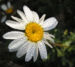 Zurück zum kompletten Bilderset Färber-Hundskamille Blüte weiß Anthemis tinctoria