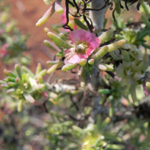 Pearl Bluebush Blatt silber Bluete roetlich Maireana sedifolia 05