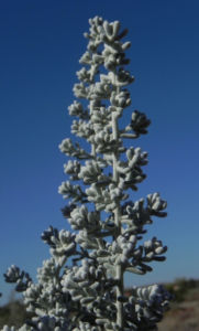Pearl Bluebush Blatt silber Bluete roetlich Maireana sedifolia 22