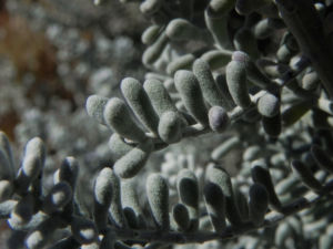 Pearl Bluebush Blatt silber Bluete roetlich Maireana sedifolia 23