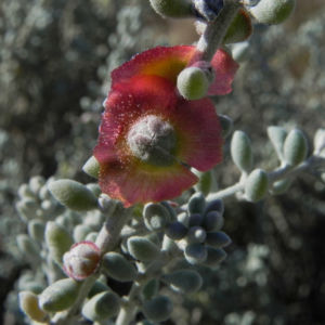 Pearl Bluebush Blatt silber Bluete roetlich Maireana sedifolia 30